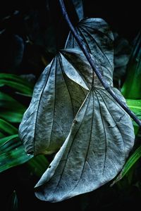 Close-up of dry leaf on land