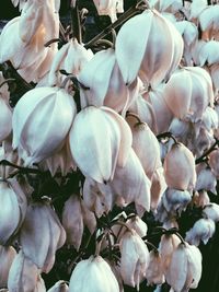 Close-up of flowers against blurred background