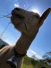 Close-up of a horse on land