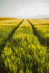 Scenic view of agricultural field against sky