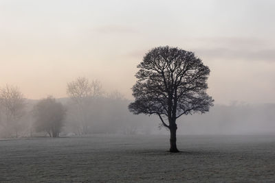 Tree on a misty winters morning  against sky during sunrise 