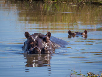 Two hippotamus swimming in kwai river at moremi game reserve, botswana, africa
