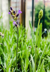 Close-up of purple flowering plant on field
