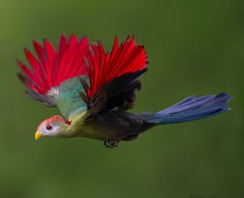 Close-up of bird perching on branch