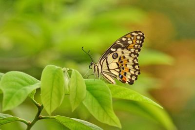 Close-up of butterfly pollinating on flower