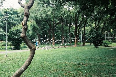 Trees in park