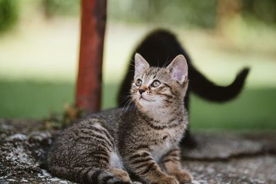 Portrait of tabby cat