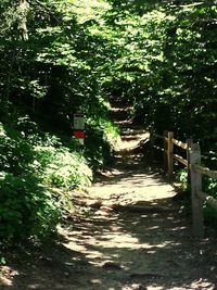 Narrow pathway along trees