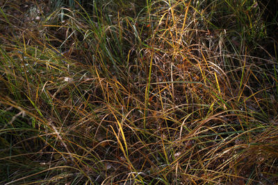 Full frame shot of grass