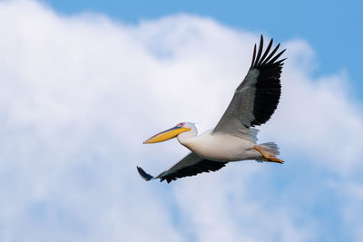 Low angle view of bird flying