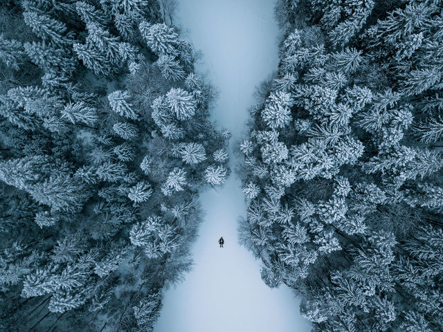 high-angle-view-of-trees-on-snow-covered-or-id-120200044
