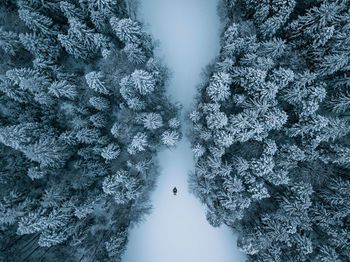 Frozen trees in forest during winter
