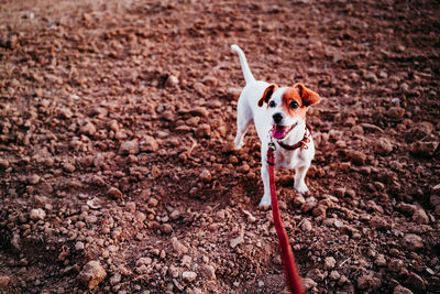 High angle view of dog on land