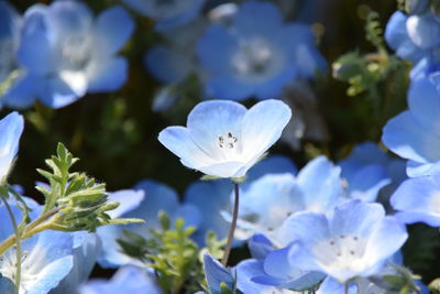 Close-up of white flowering plants