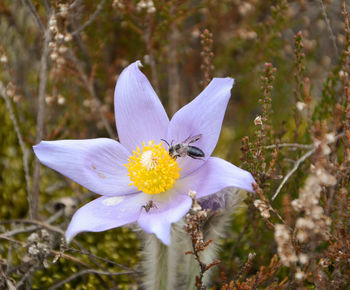 Close-up of honey bee pollinating flower