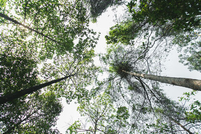 Low angle view of trees against sky