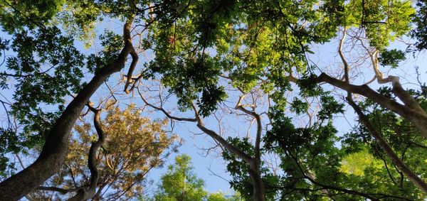 Low angle view of trees against sky