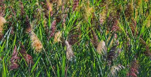 Full frame shot of bamboo on field