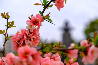 Close-up of pink flowering plant