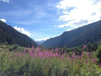 High angle view of pink flowers