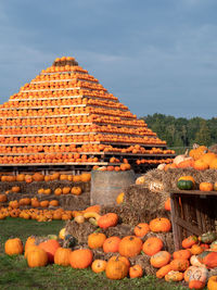 View of pumpkins against sky