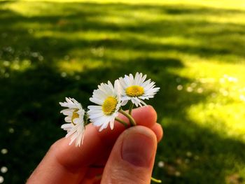 Close-up of hand holding yellow flower