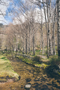 Trees growing in park against sky