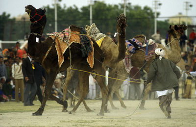 Camels and people on field