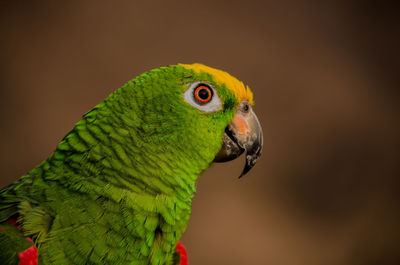 Close-up of parrot perching on leaf