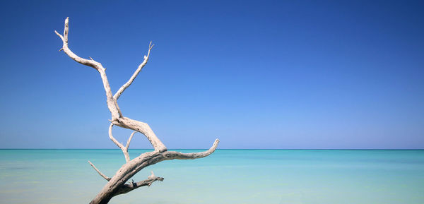 Bare tree by sea against clear blue sky