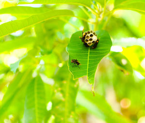 Close-up of insect on leaf