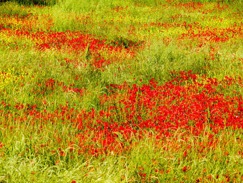 Red poppy flowers on field