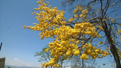 Low angle view of yellow flowers blooming on tree