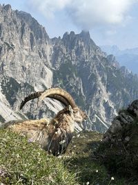 High angle view of horse on mountain