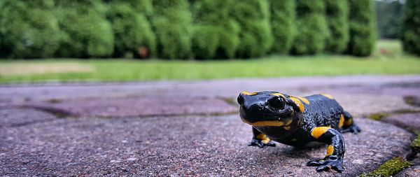 Close-up of a dog on field