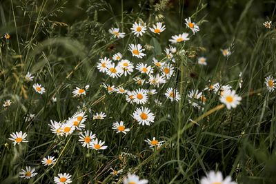 High angle view of daisies on field