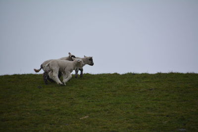 Lamb on hill against clear sky