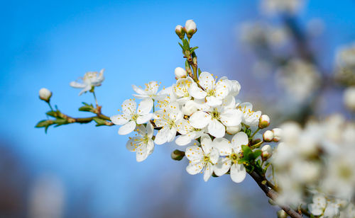 Low angle view of white flowers blooming on tree