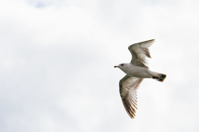 Low angle view of seagull flying