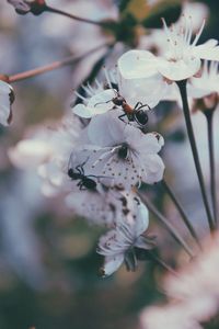 Close-up of white flowers