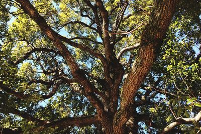 Low angle view of trees in forest