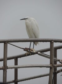 Bird perching wet railing against clear sky