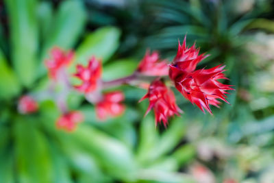 Close-up of red maple leaves on plant