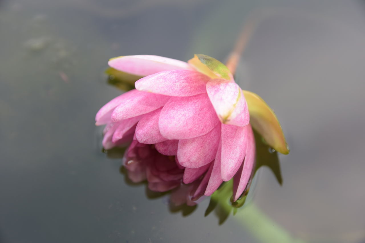 flower, petal, fragility, pink color, beauty in nature, nature, freshness, flower head, growth, water, no people, close-up, plant, outdoors, day, blooming, lotus water lily, periwinkle