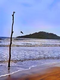 Birds on beach against sky