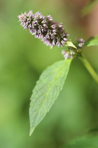 Close-up of flowering plant