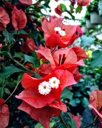 Close-up of red flowering plant