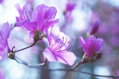 Close-up of pink flowering plant