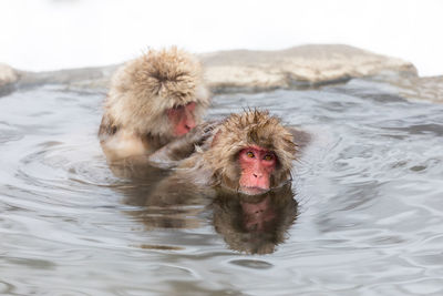 Japanese snow monkey in hot spring