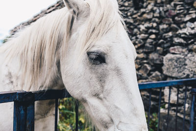 Close-up of white horse in ranch